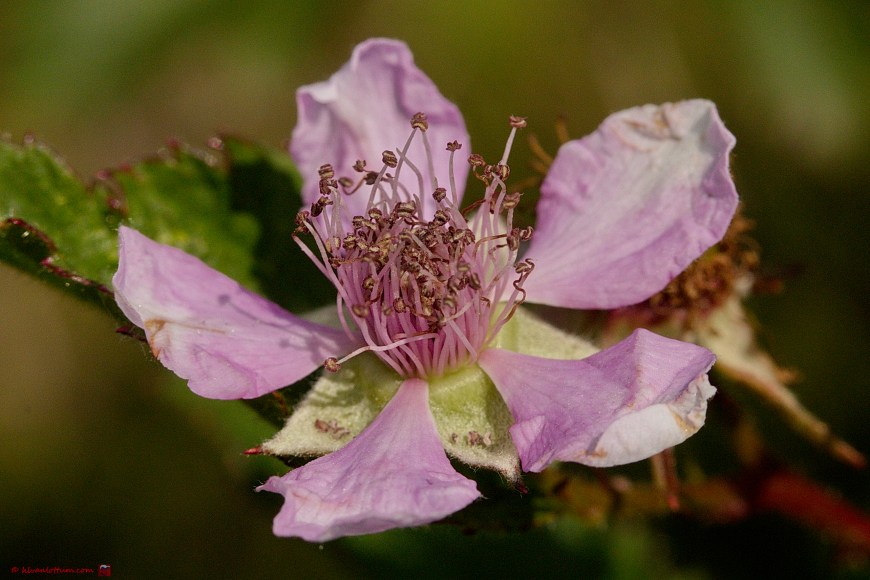 Braam - Rubus xxx