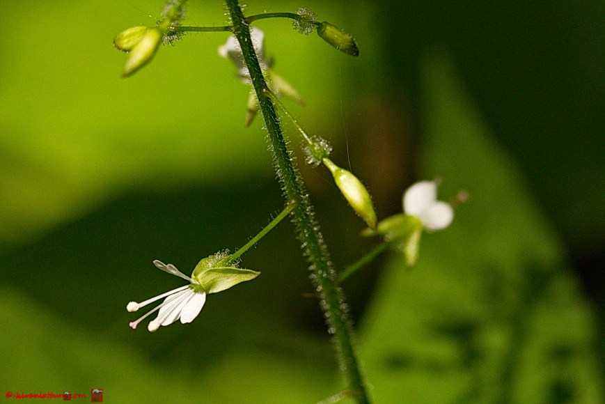 Groot heksenkruid - Circaea lutetiana