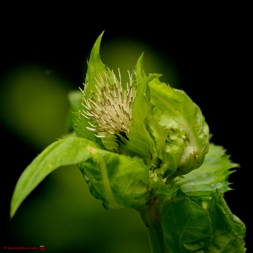 Moesdistel - Cirsium _oleraceum