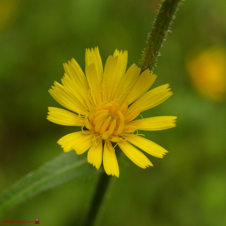 Borstelstreepzaad - Crepis setosa