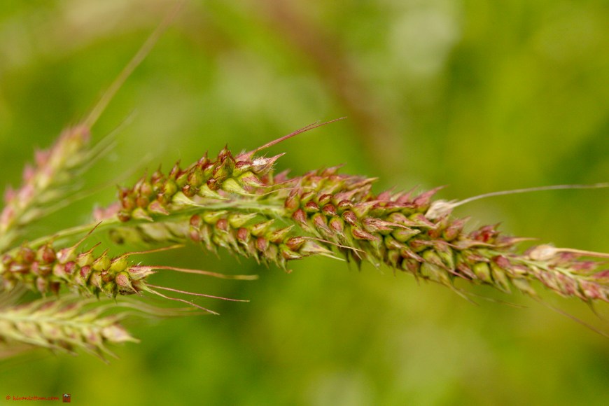 Europese hanenpoot - Echinochloa_crus-galli