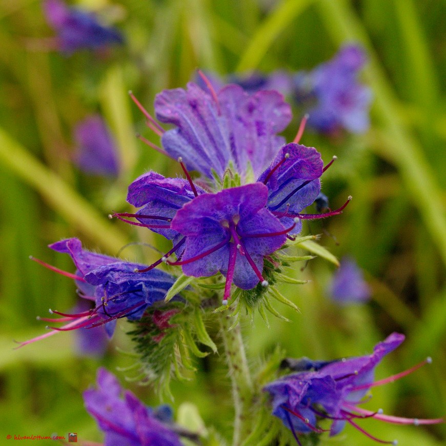 Slangenkruid - Echium vulgare