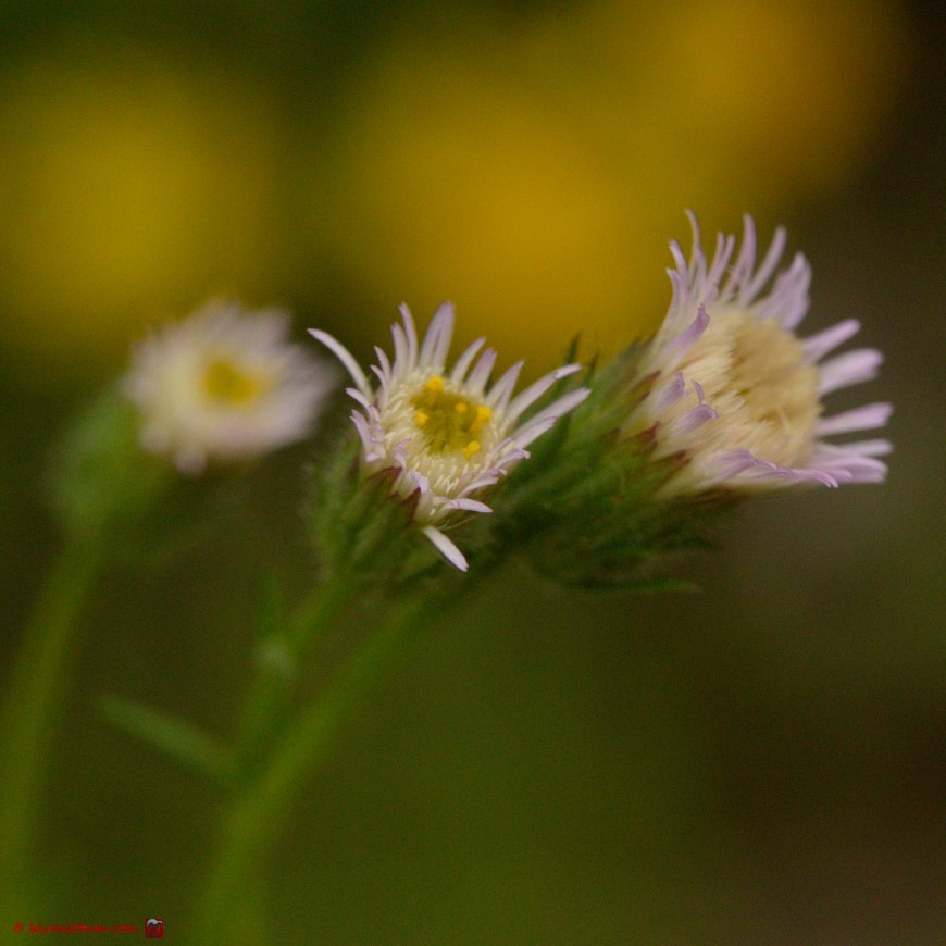 Scherpe fijnstraal - Erigeron acris