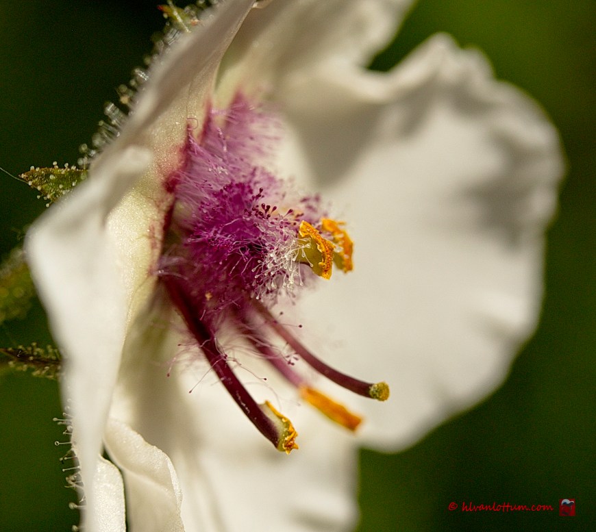 Mottenkruid - Verbascum blattaria
