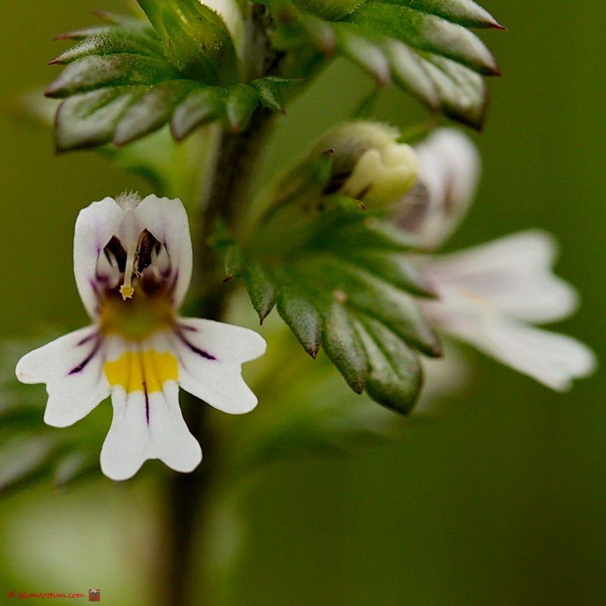 Bosogentroost - Euphrasia nemerosa