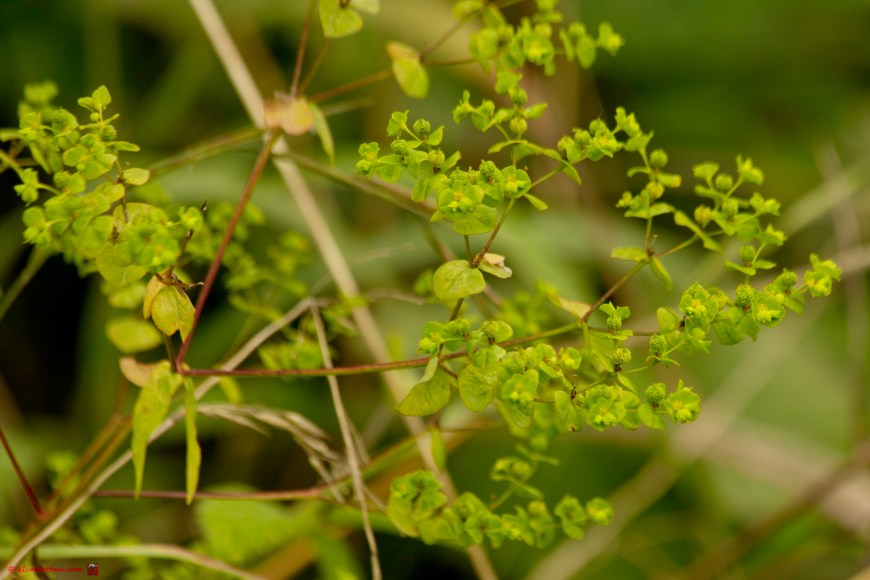 Stijve wolfsmelk - Euphorbia stricta