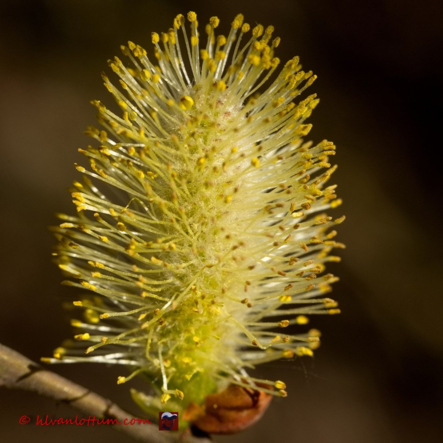 Kruipwilg - Salix repens