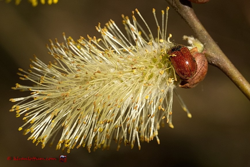 Een kevertje op de kruipwilg