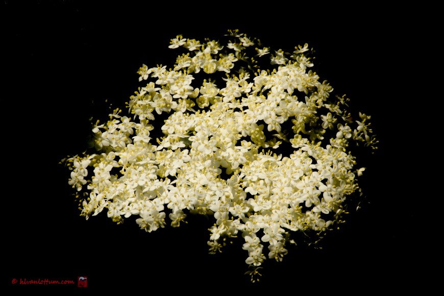 Vlier - Sambucus niger