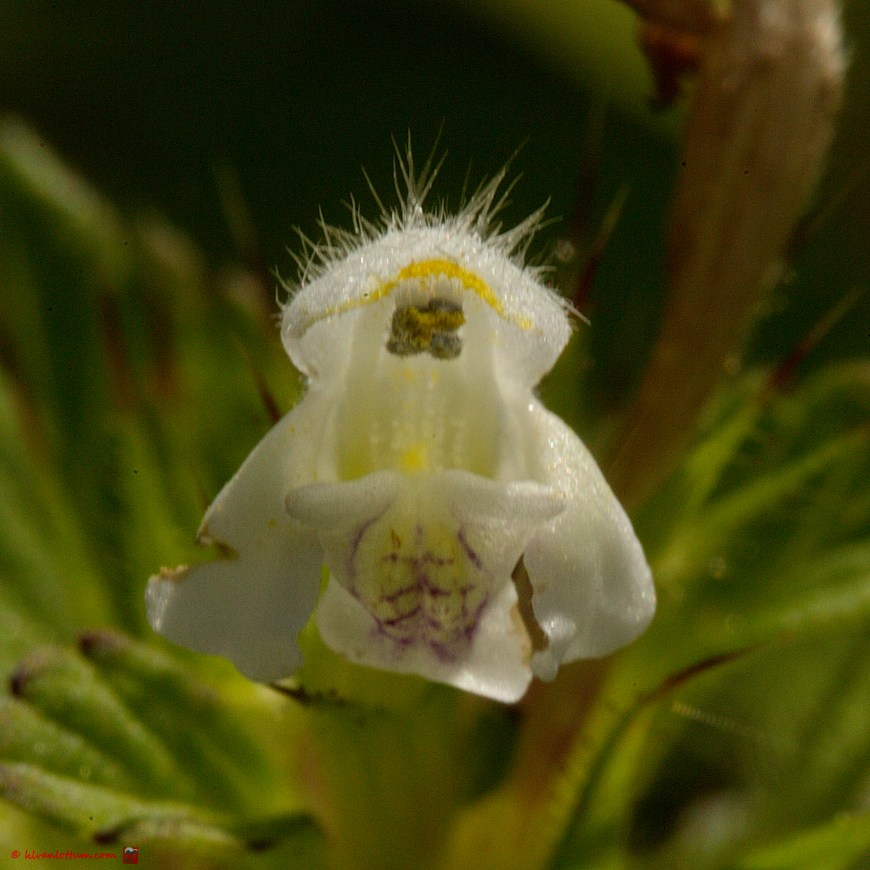 Hennepnetel - Galeopsis tetrahit