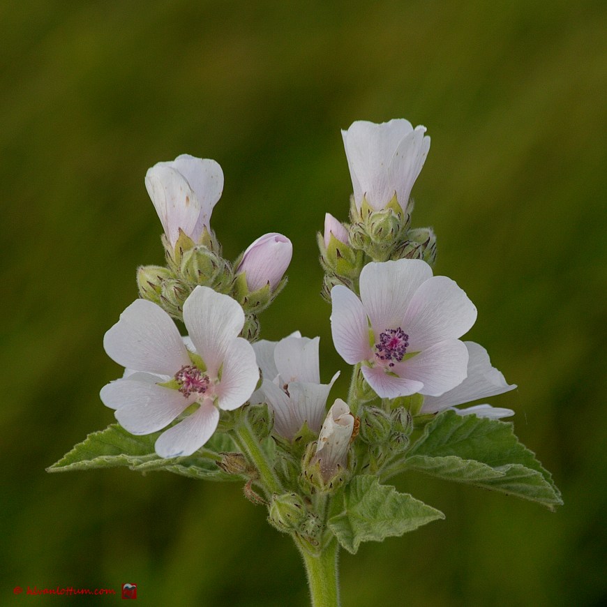 Heemst - Althea officinalis