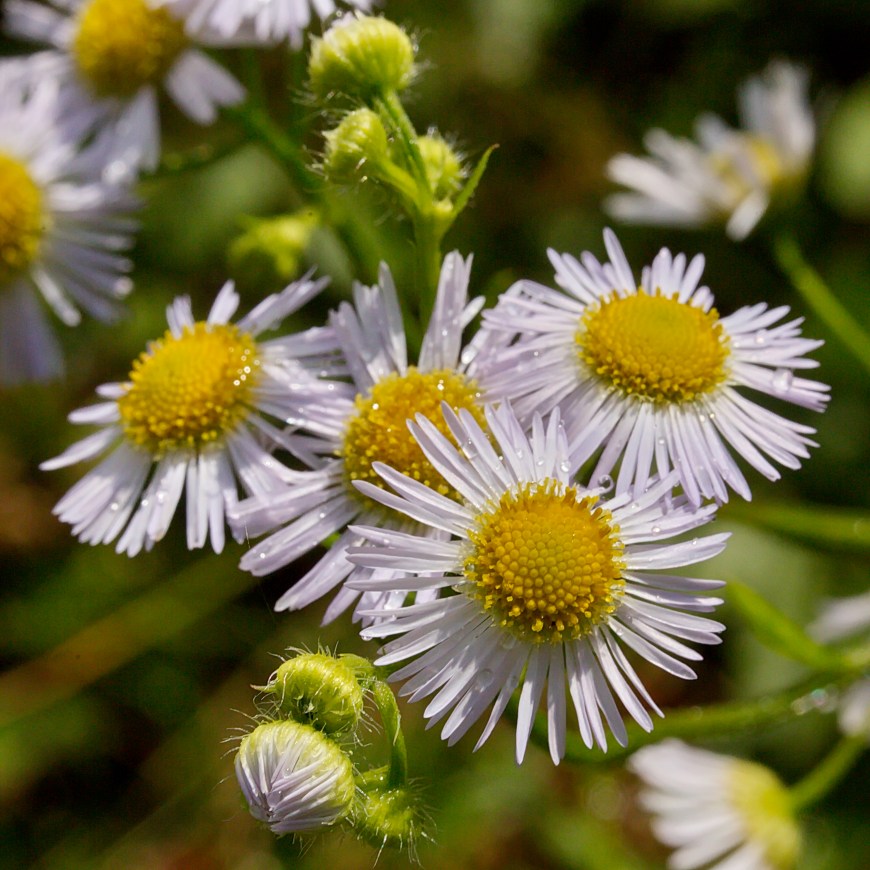 Zomerfijnstraal - Erigeron annuus