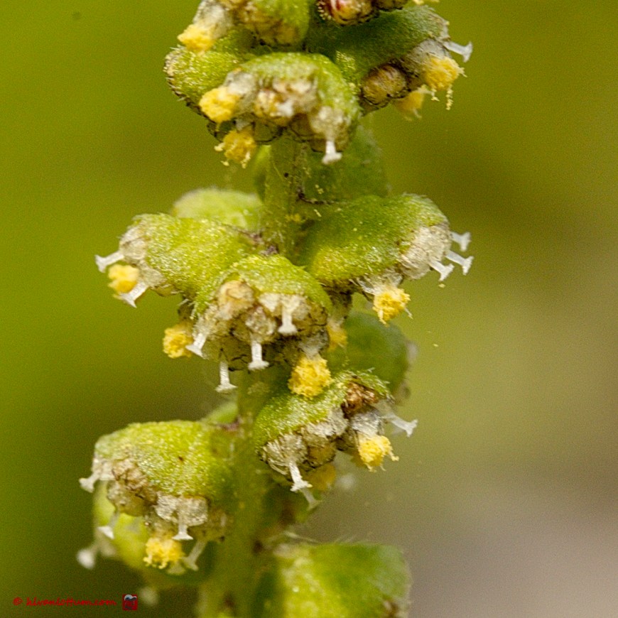Alsem ambrosia - Ambrosia artemisiifolia