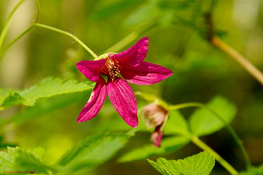 Prachtframboos - Rubus spectabilis