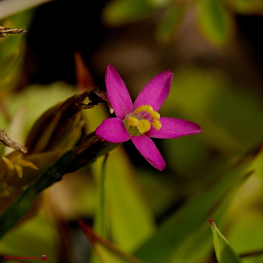 Fraai duizendguldenkruid - Centaurium pulchellum