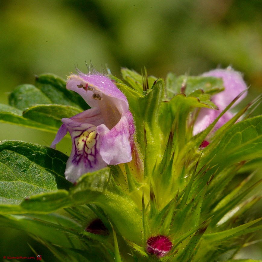 Gewone hennepnetel - Galeopsis tetrahit
