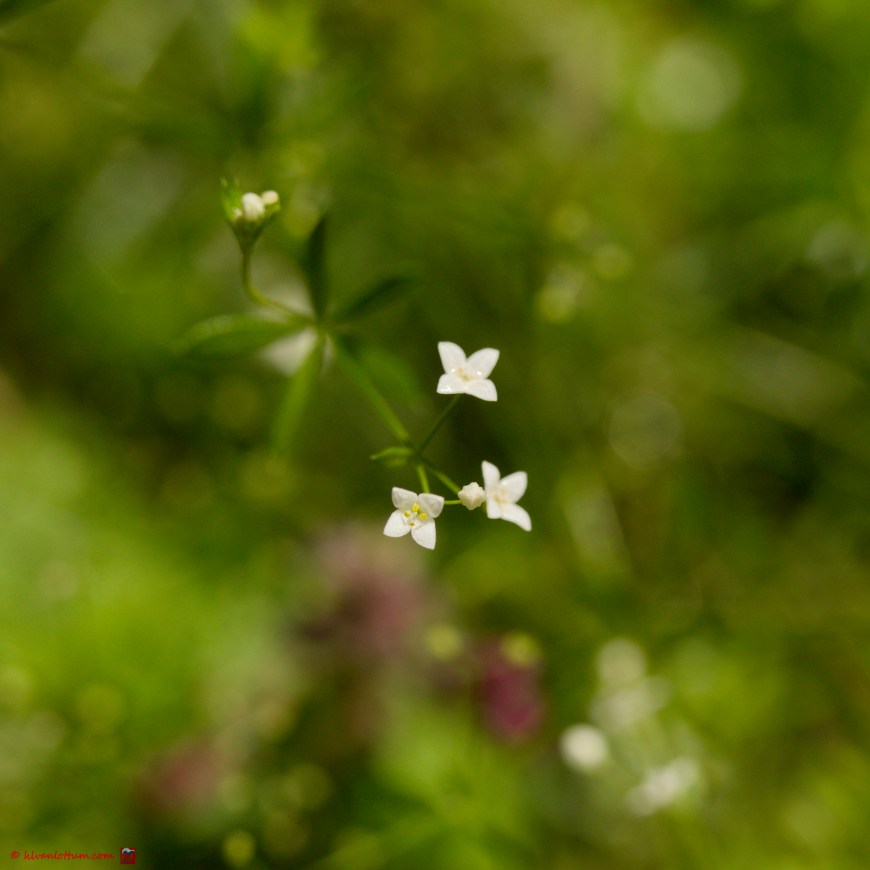 Ruw walstro - Galium uliginosum