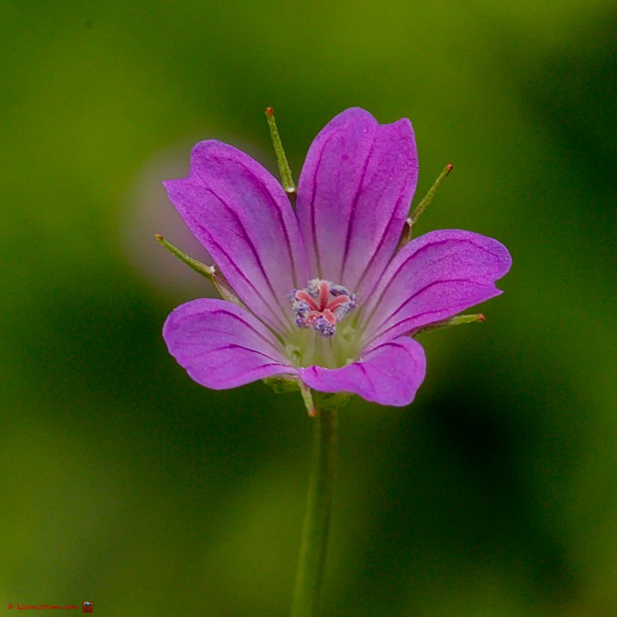 Fijne ooievaarsbek - Geranium colobinum