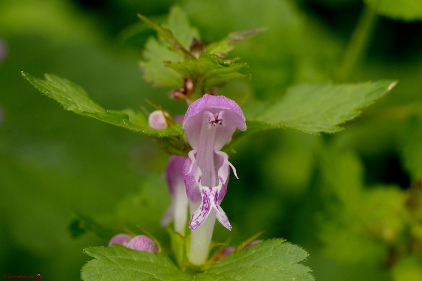Gevlekte dovenetel - Lamium maculatum