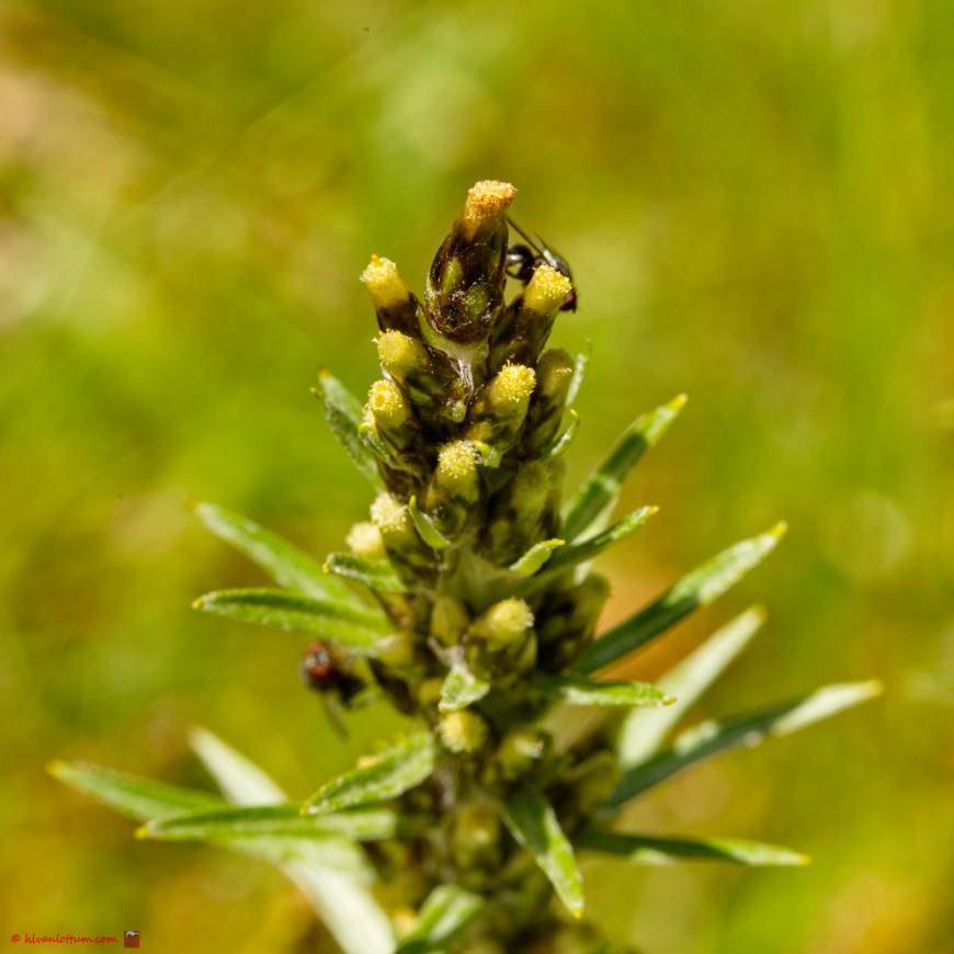 Bosdroogbloem - Gnaphalium sylvaticum