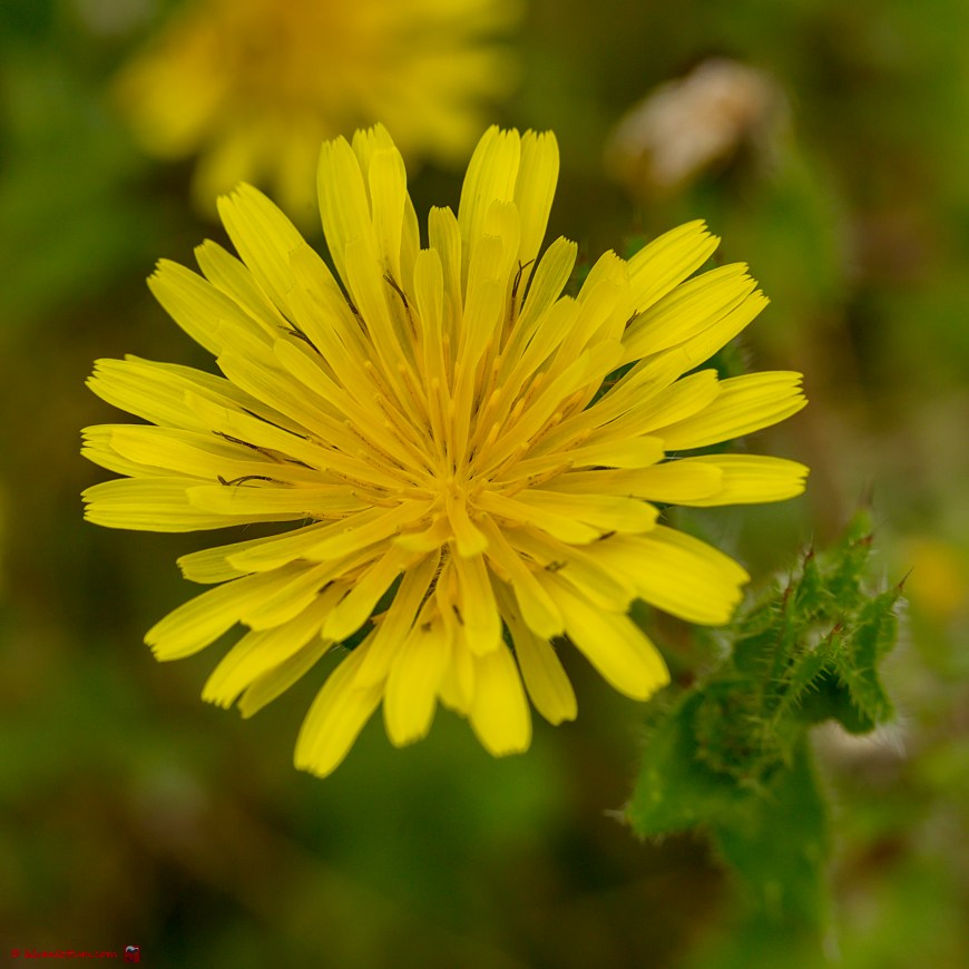 Dubbelkelk - Helminthotheca echioides