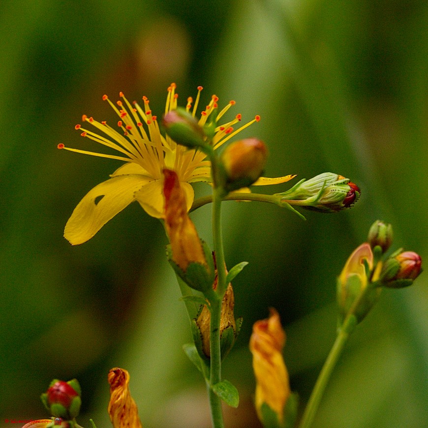 Fraai hertshooi - Hypericum pulchrum