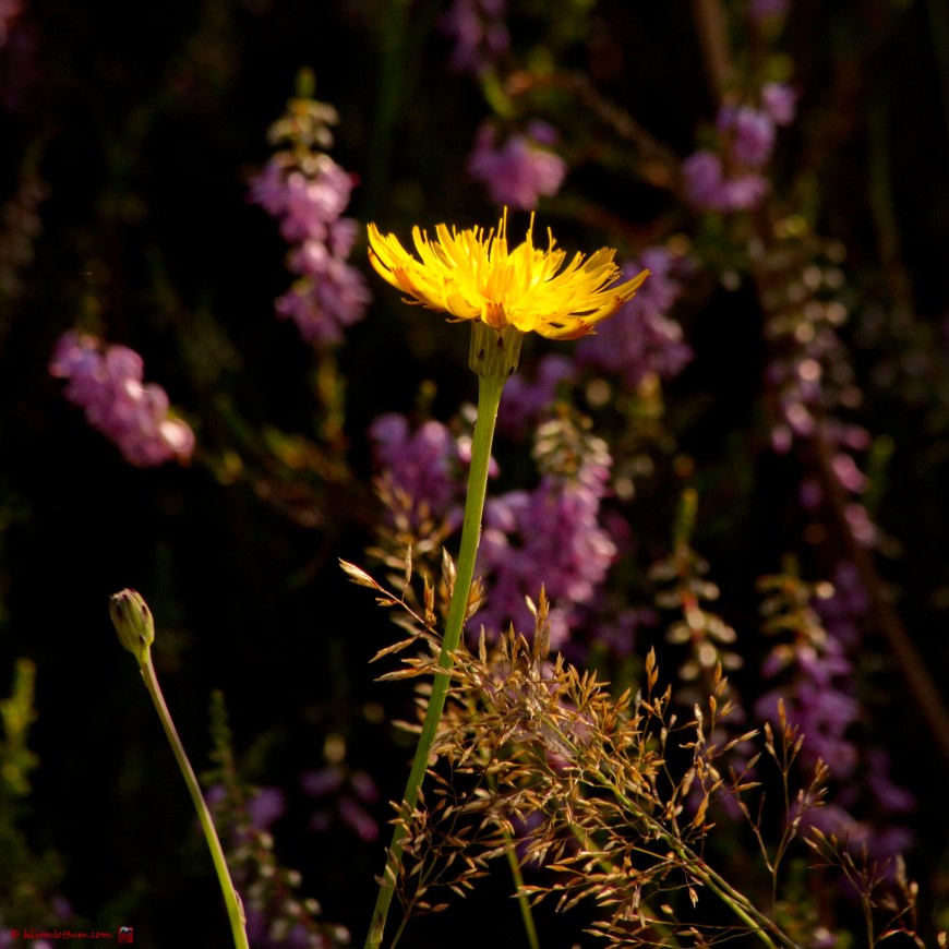 Gewoon biggenkruid - Hypochaeris radicata